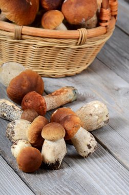 ham boletus mantarı bir arka plan