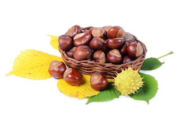 Chestnuts on autumn leaves isolated on white background — Stock Photo, Image