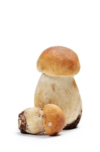 Beyaz izole boletus mantarı — Stok fotoğraf