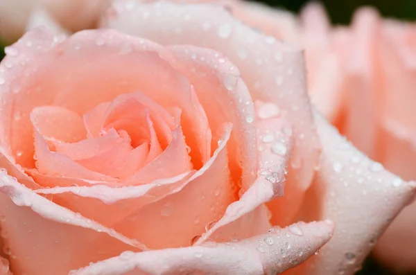 Rosa rosa close-up com gotas de água — Fotografia de Stock