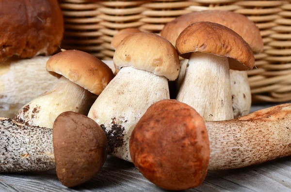 El boletus edulis crudo es un fondo — Foto de Stock