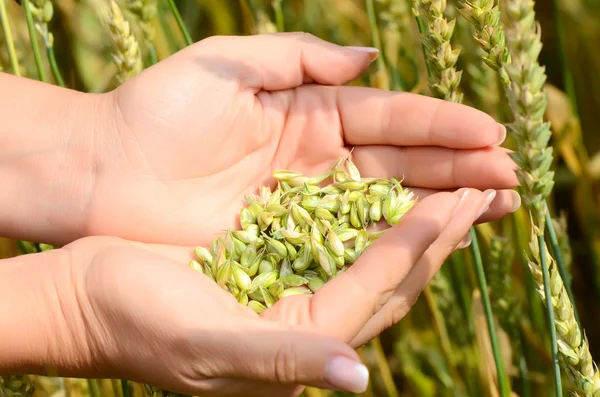 Mains féminines avec oreilles de blé sur un champ de blé — Photo