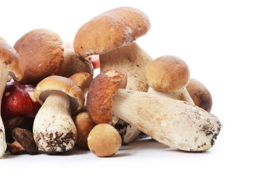 beyaz izole boletus mantarı