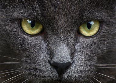 Gri kedi portre kadar yakın