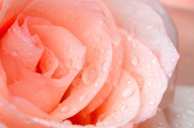 Pembe gül, su damlalarıyla yakın plan.