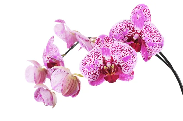 Flowers of lilac orchid isolated on white — Stock Photo, Image