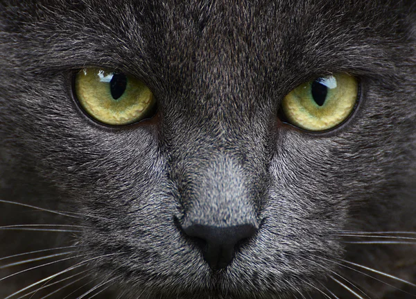Close up portrait of grey kitten — Stock Photo, Image