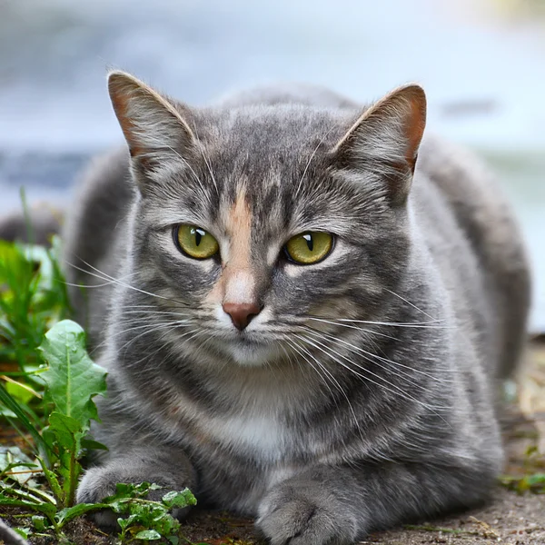 Close up portrait of grey kitten — Stock Photo, Image