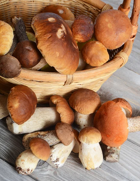 Il boletus edulis grezzo uno sfondo — Foto Stock