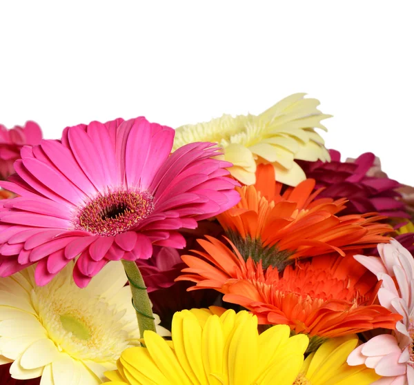 Strauß Gerbera Blume — Stockfoto