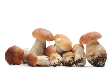 beyaz izole boletus mantarı