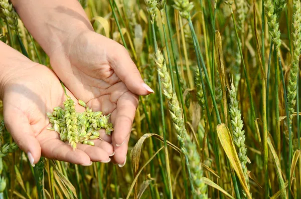 Las manos femeninas con espigas de trigo en un campo de trigo — Foto de Stock