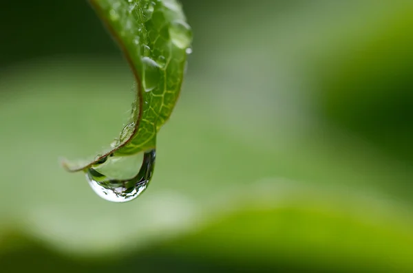 Regn droppe på ett löv — Stockfoto