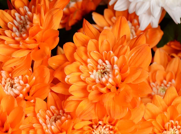 Bouquet chrysanthemum flower — Stock Photo, Image