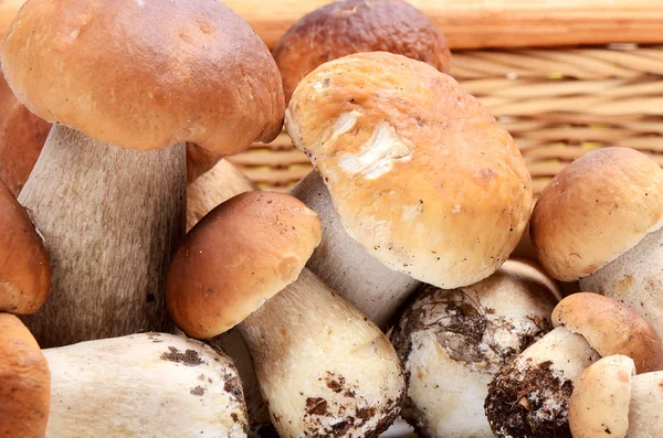 De ruwe boletus edulis een achtergrond — Stockfoto