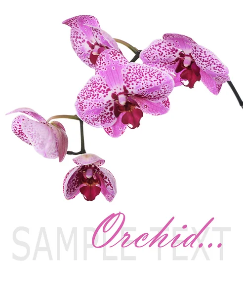 Bloemen van lila orchid — Stockfoto