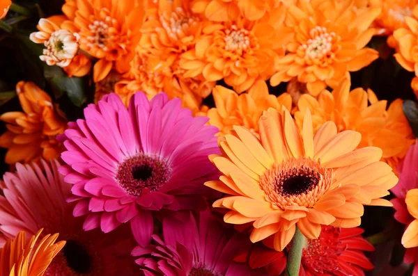 Bouquet gerbera fiore — Foto Stock