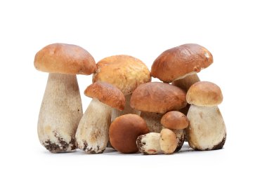beyaz izole boletus mantarı