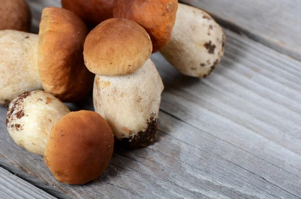 Il boletus edulis grezzo uno sfondo — Foto Stock