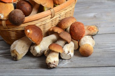 ham boletus mantarı bir arka plan