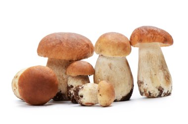 boletus mantarı