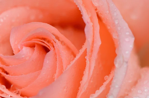 Pink rose closeup with water drops — Stock Photo, Image