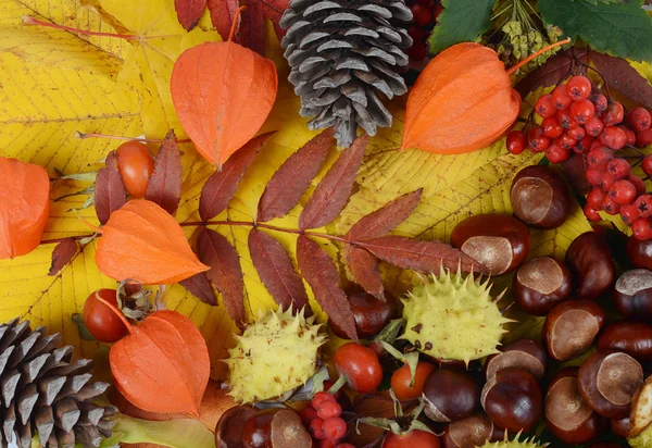 Castanhas em folhas de outono — Fotografia de Stock