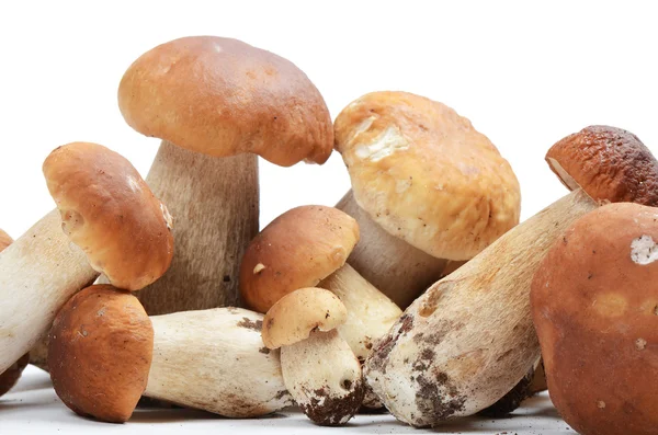 Il boletus edulis — Foto Stock