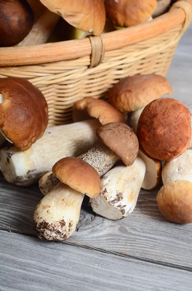 Il boletus edulis grezzo uno sfondo — Foto Stock