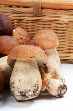 beyaz izole boletus mantarı