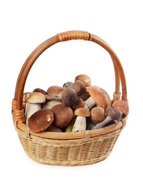 sepet içinde ham boletus mantarı