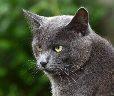 Gri kedi portre kadar yakın