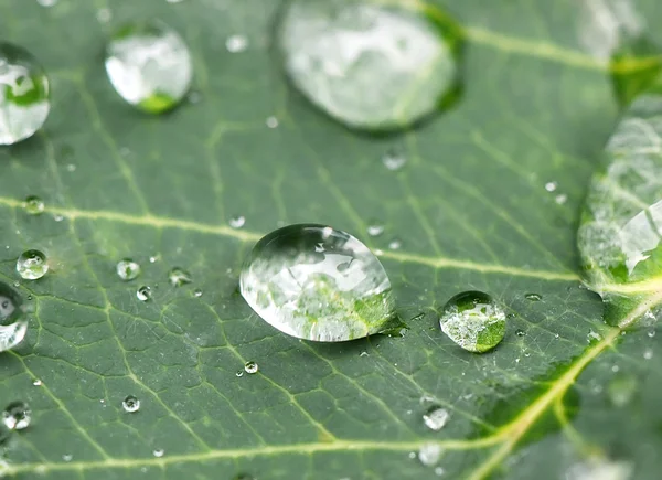 Yaprağın üzerine yağmur damlası — Stok fotoğraf