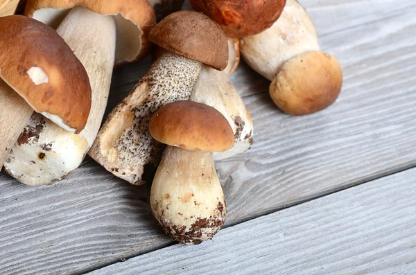 Il boletus edulis grezzo uno sfondo — Foto Stock