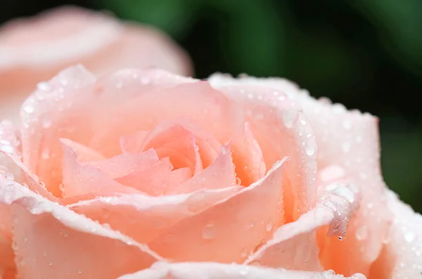 Pink rose closeup with water drops — Stock Photo, Image