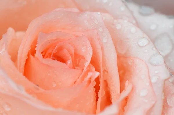 Rosa rosa primer plano con gotas de agua —  Fotos de Stock