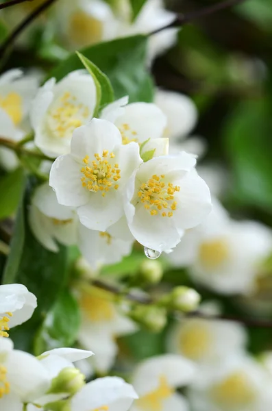 Jasmijnbloemen — Stockfoto