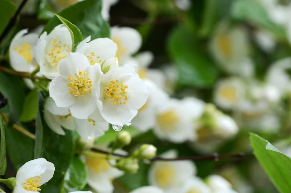 Flores de jasmim — Fotografia de Stock