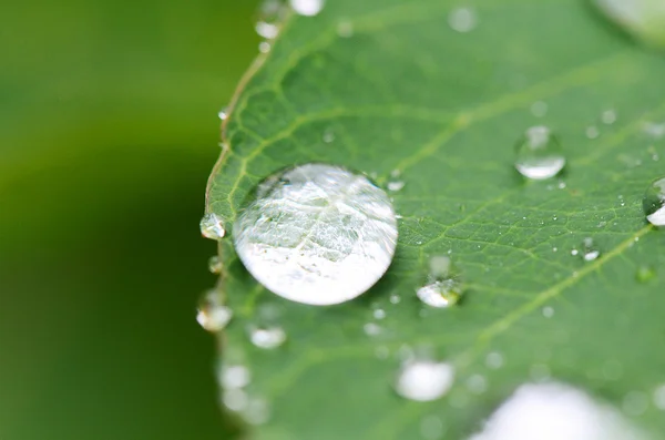 Drop on green leaf — Stock Photo, Image