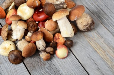 ham boletus mantarı