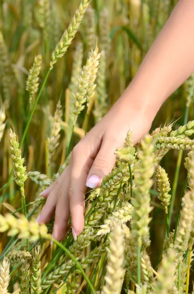 Mano con grano — Foto Stock