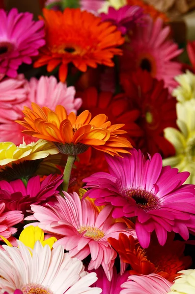 Bouquet  gerbera flowers — Stock Photo, Image