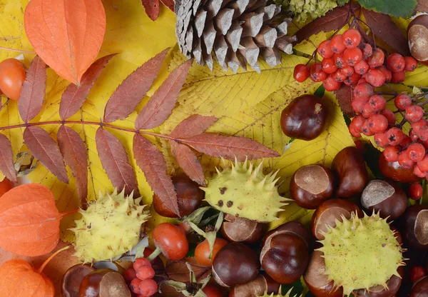 Herfstbladeren — Stockfoto