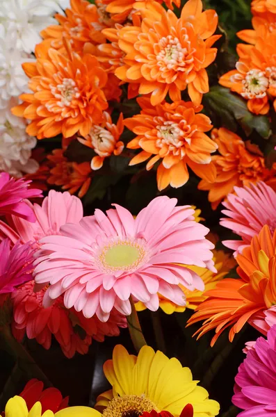 Csokor gerbera virág — Stock Fotó