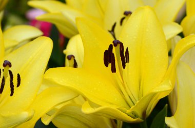 Sarı Zambak çiçeği