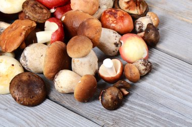 ham boletus mantarı