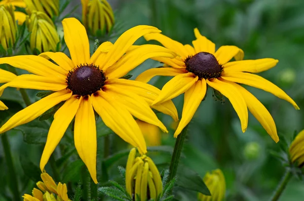 Gele daisy uitzien als zonnebloem — Stockfoto