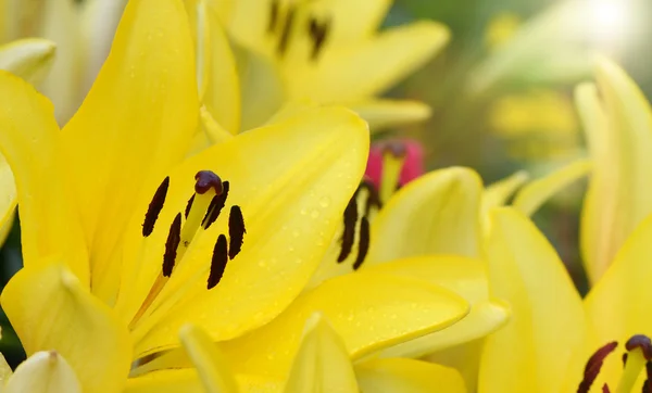 Flor de lírio amarelo — Fotografia de Stock