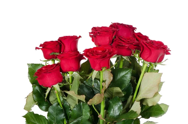 Strauß roter Rosen — Stockfoto