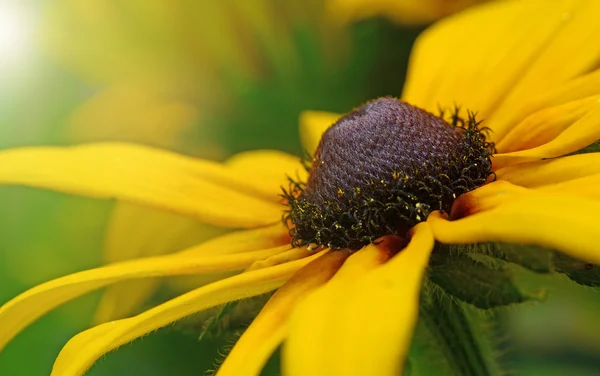 Yellow daisy — Stock Photo, Image